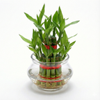Lucky Bamboo 2 Layer