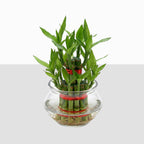 Lucky Bamboo 2 Layer