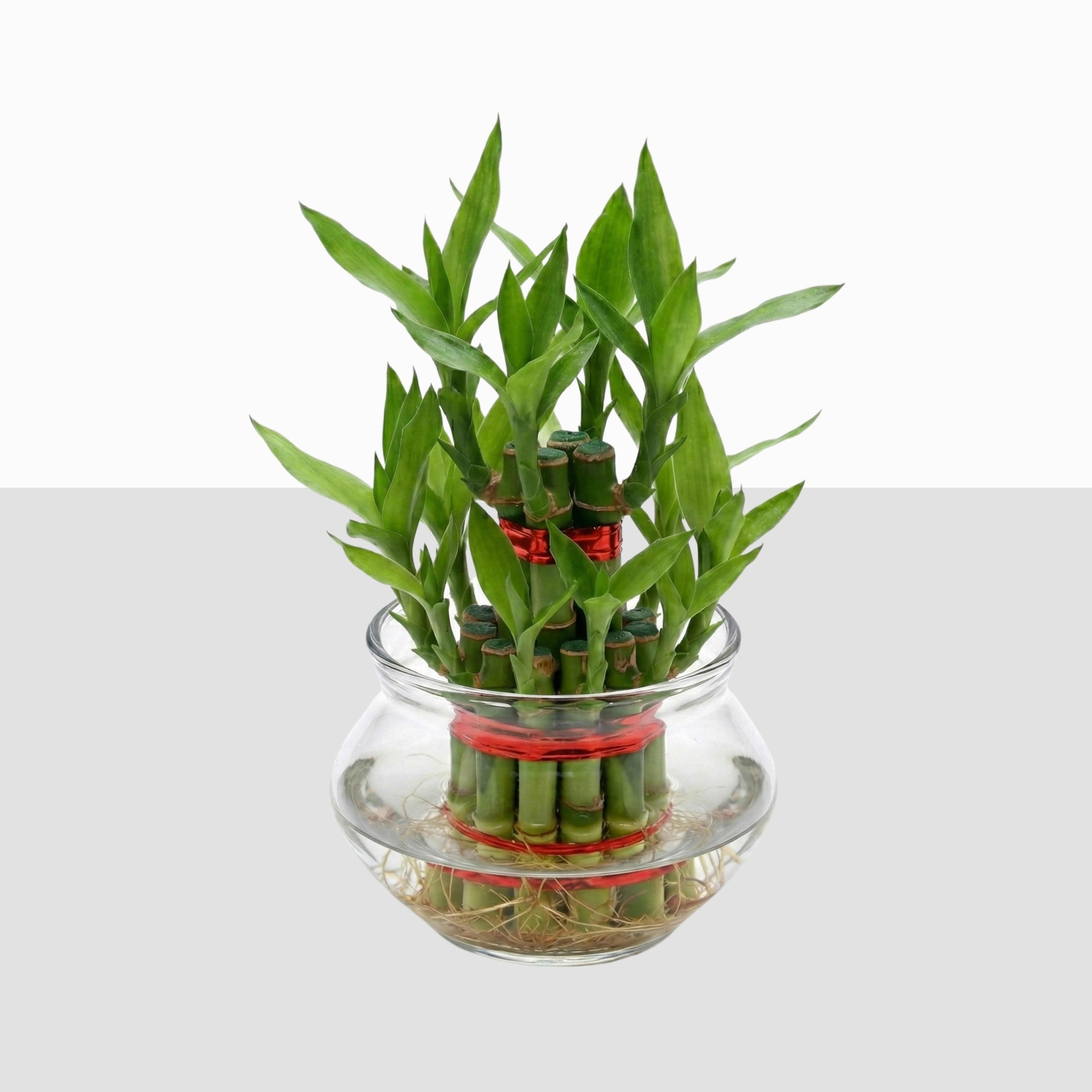 Lucky Bamboo 2 Layer