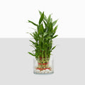 Lucky Bamboo 3-Layer