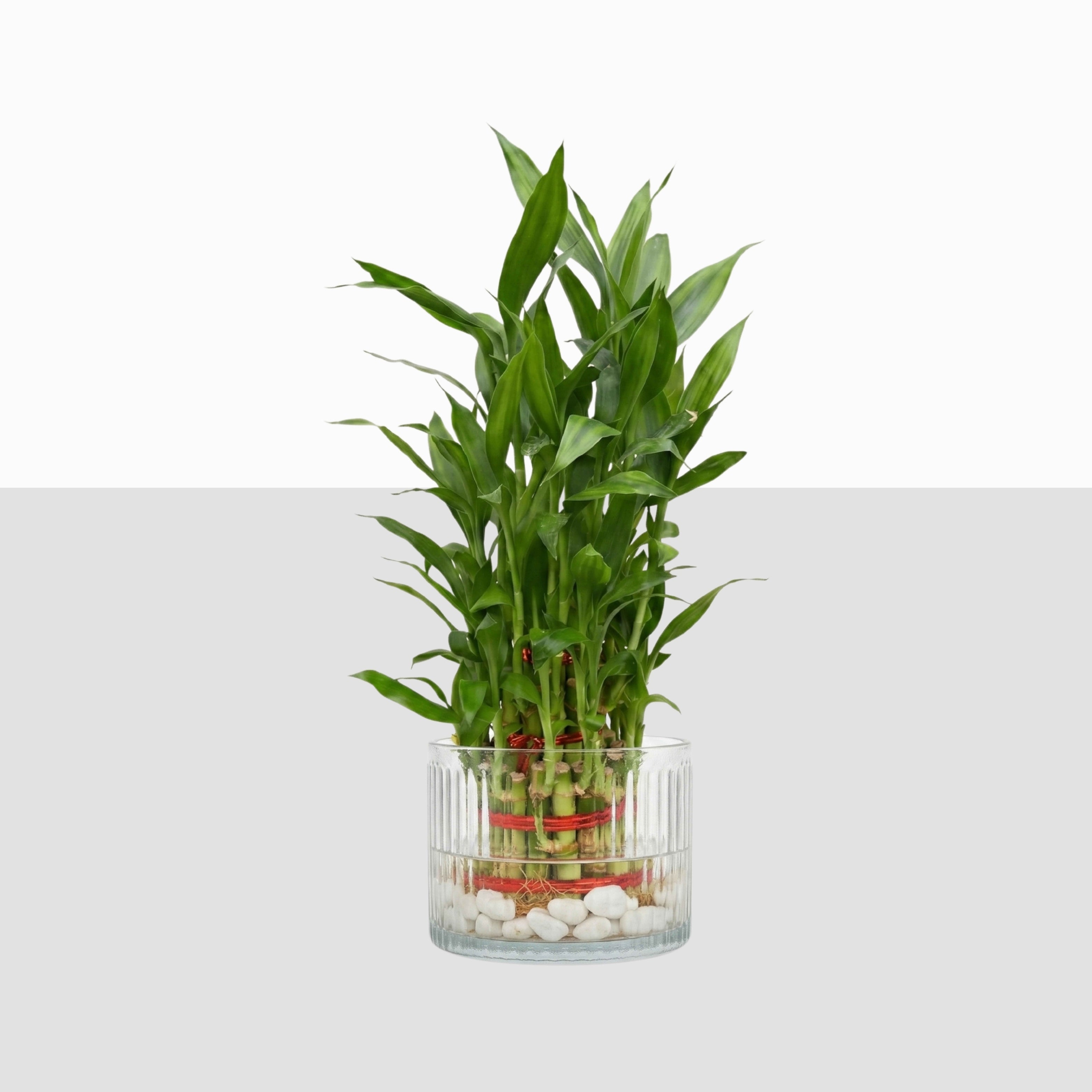 Lucky Bamboo 3-Layer