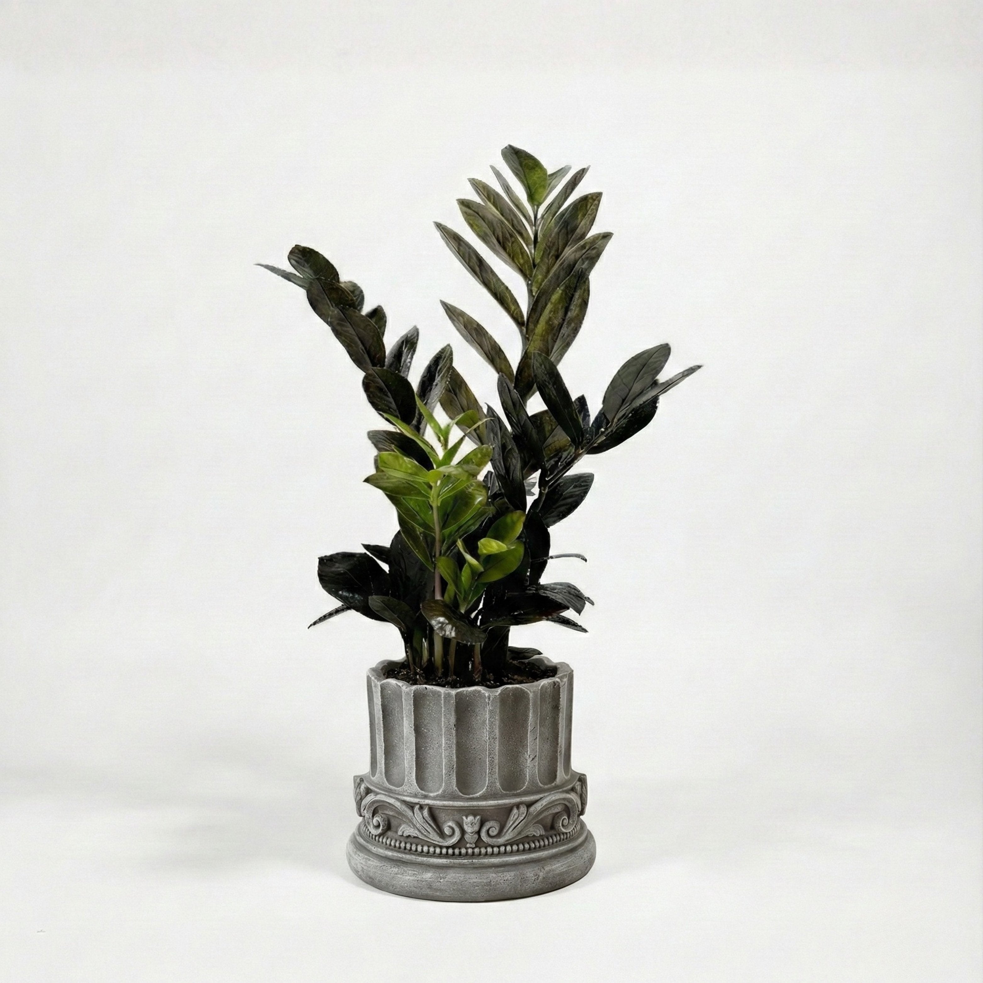 ZZ Plant - Black