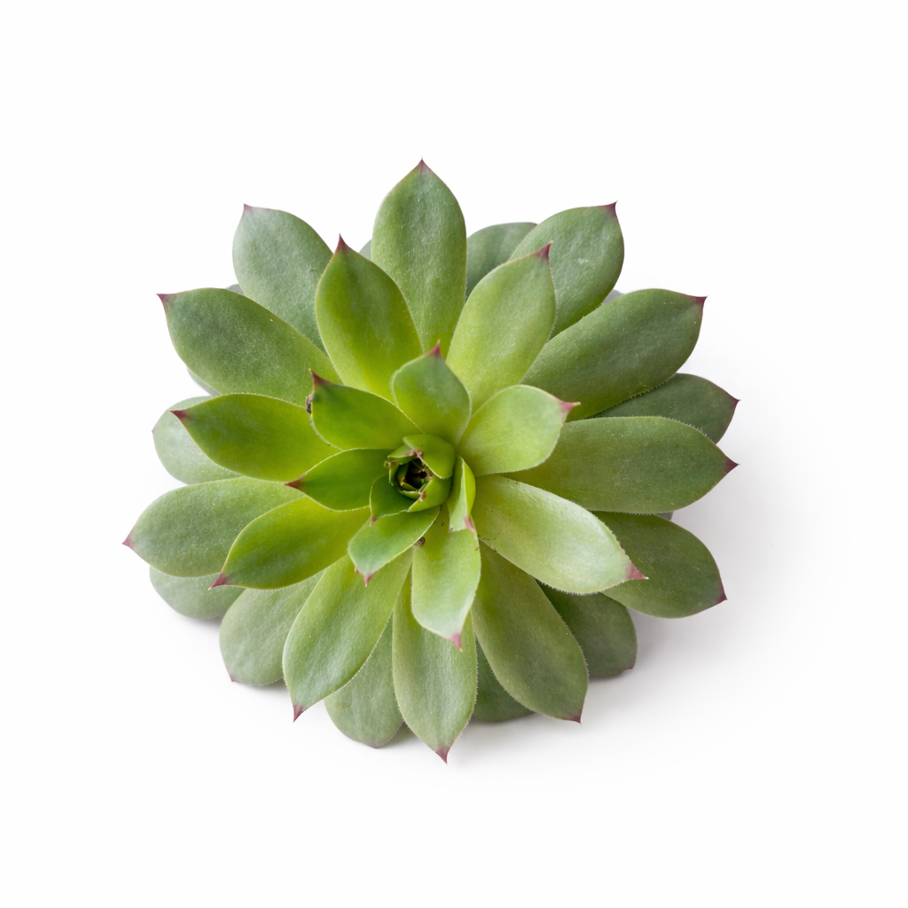 Sempervivum Succulent