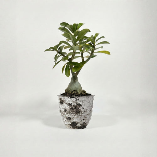 Adenium Bonsai