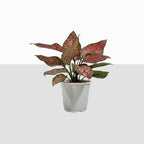 Aglaonema Pink