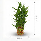 Lucky Bamboo 3-Layer