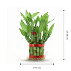 Lucky Bamboo 2 Layer