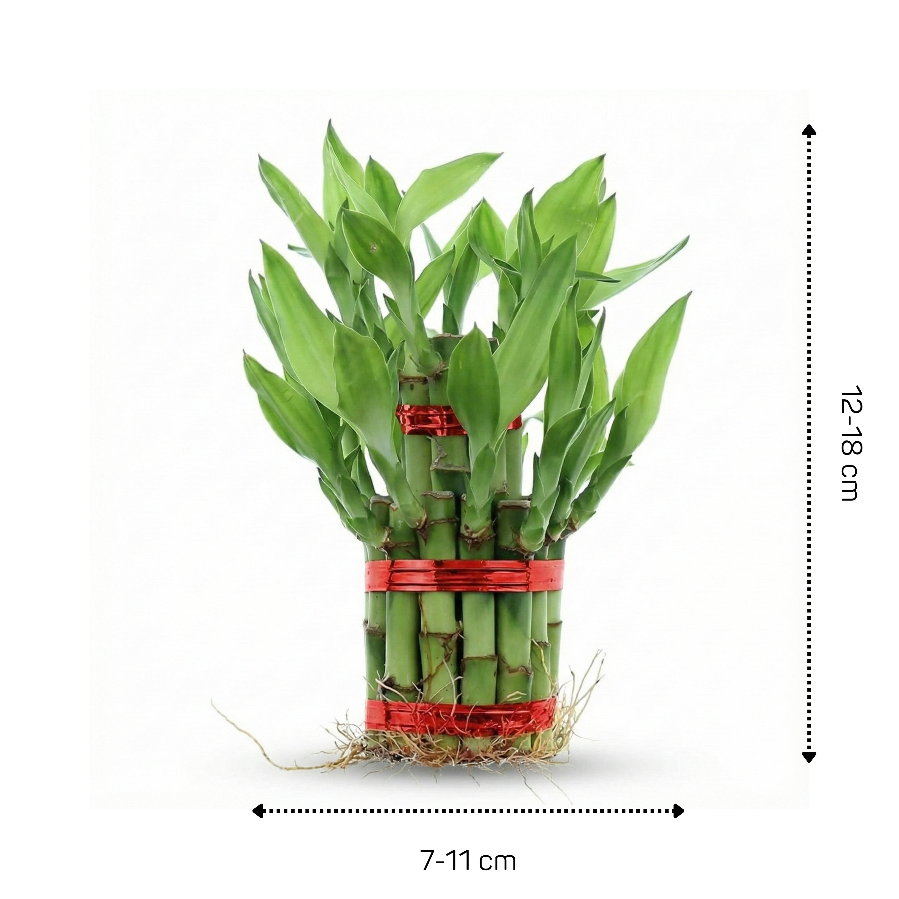 Lucky Bamboo 2 Layer