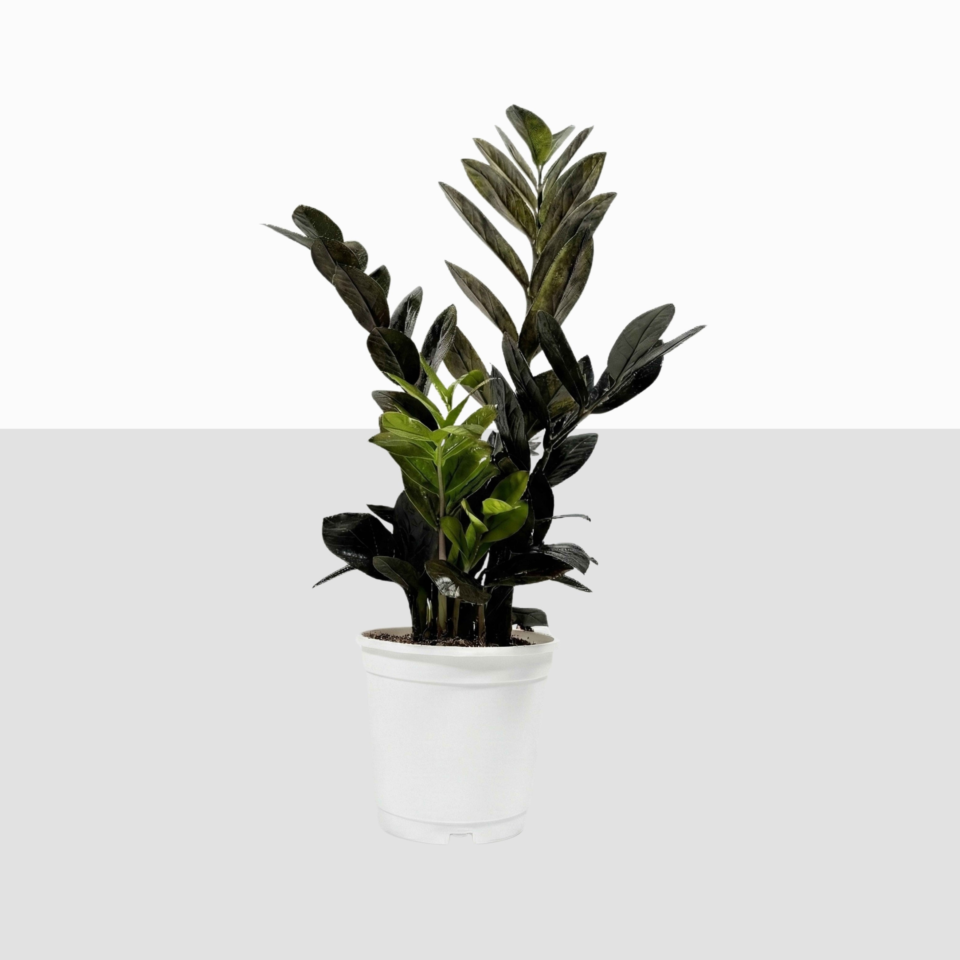 ZZ Plant - Black