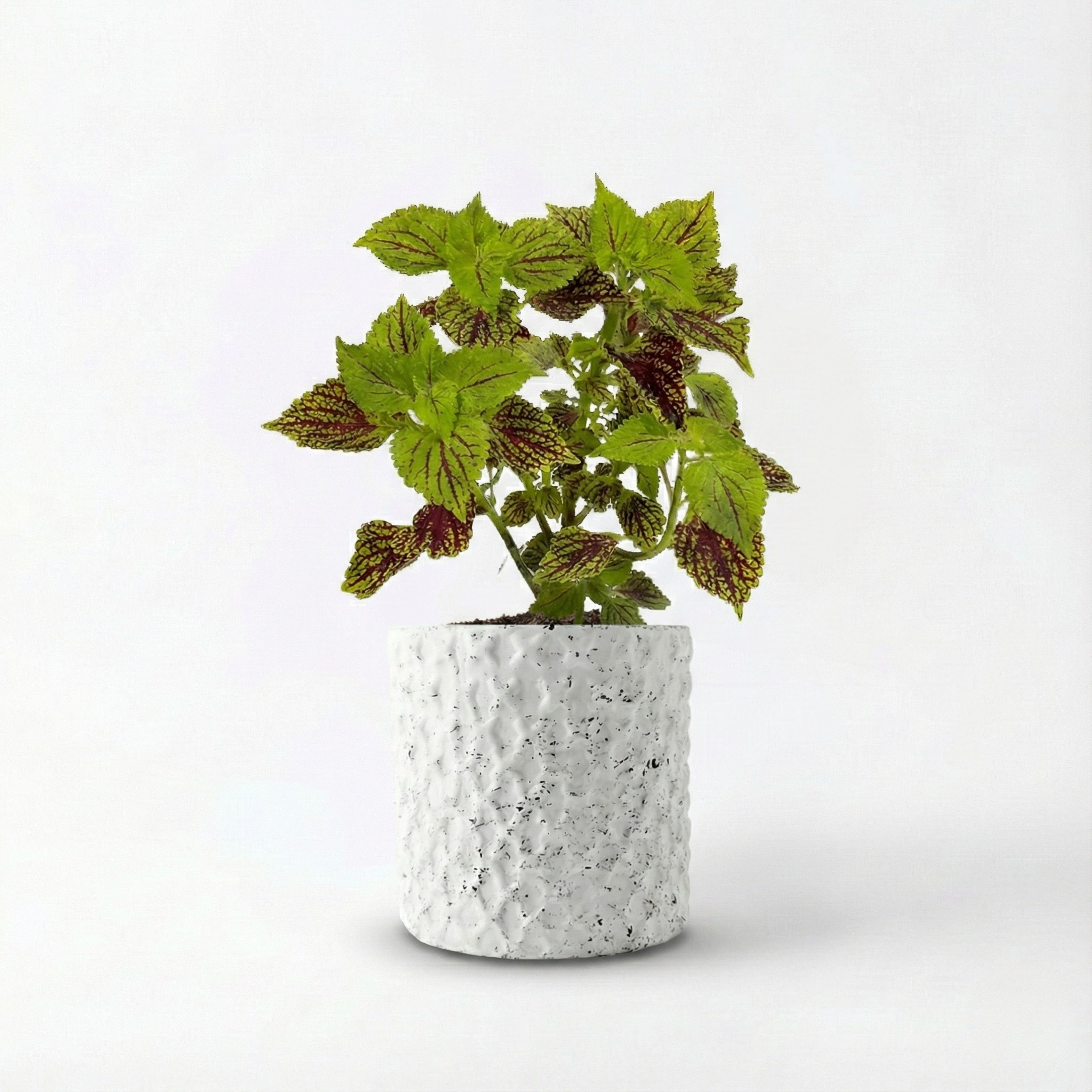 Coleus Plant (Painted Nettle)