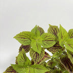 Coleus Plant (Painted Nettle)