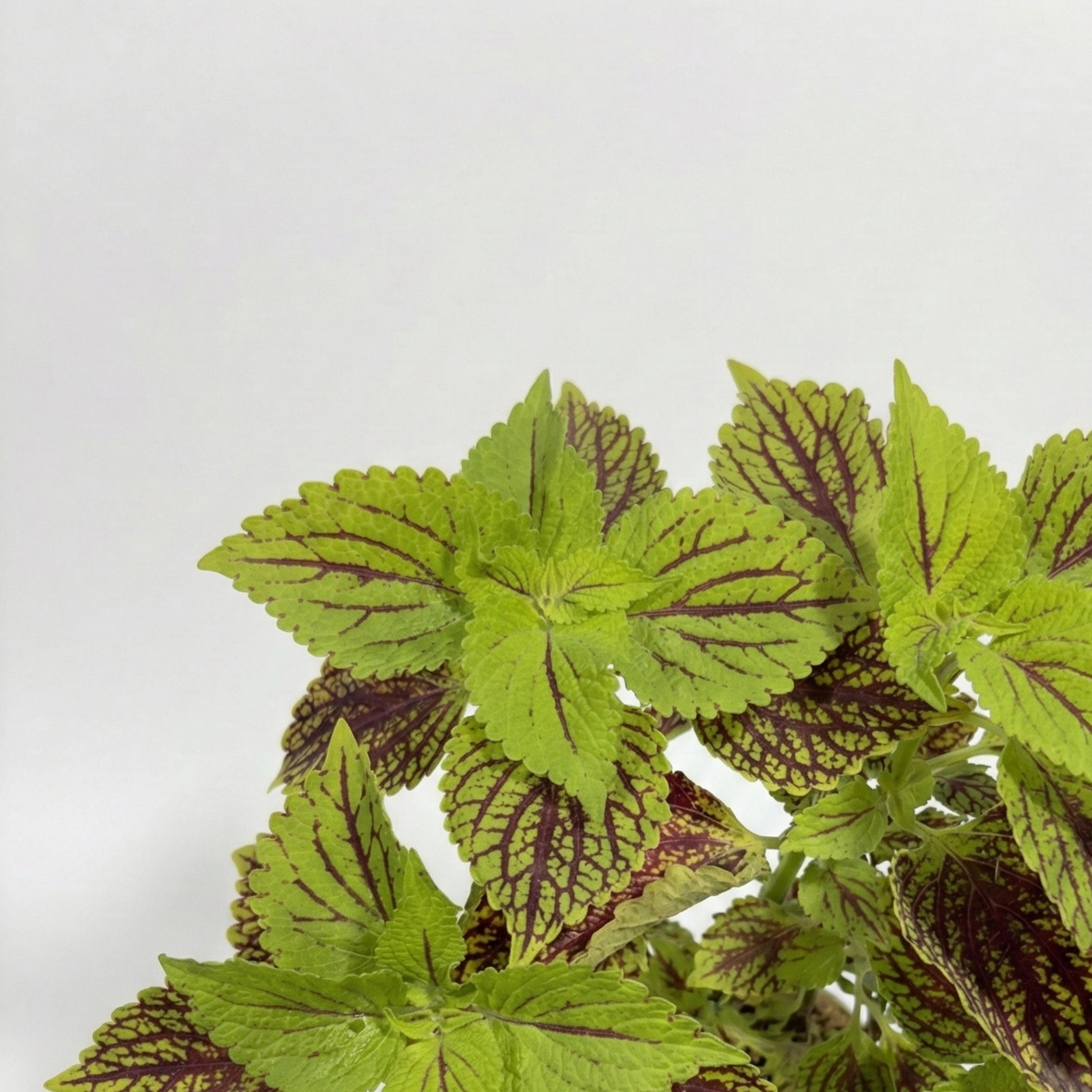 Coleus Plant (Painted Nettle)