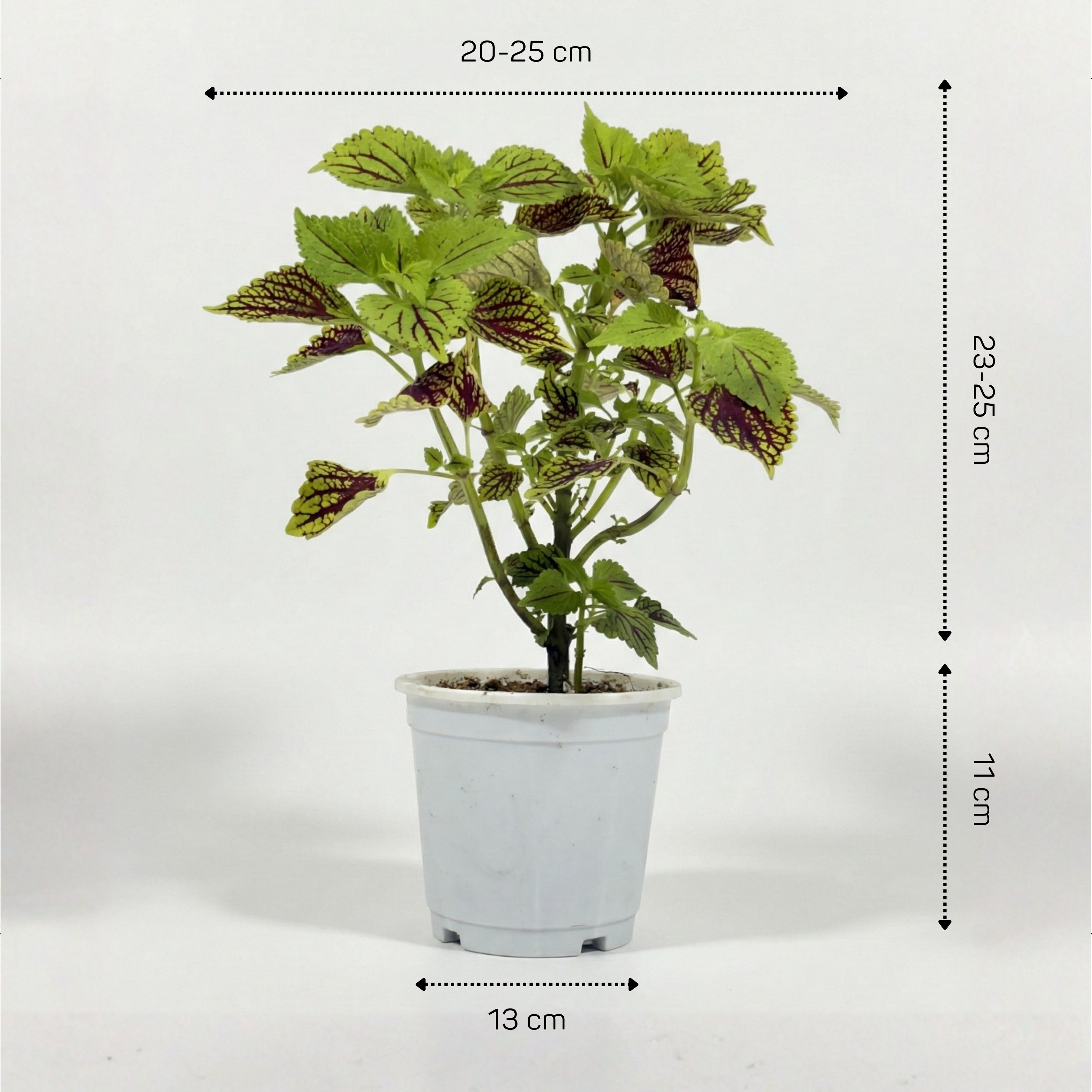 Coleus Plant (Painted Nettle)