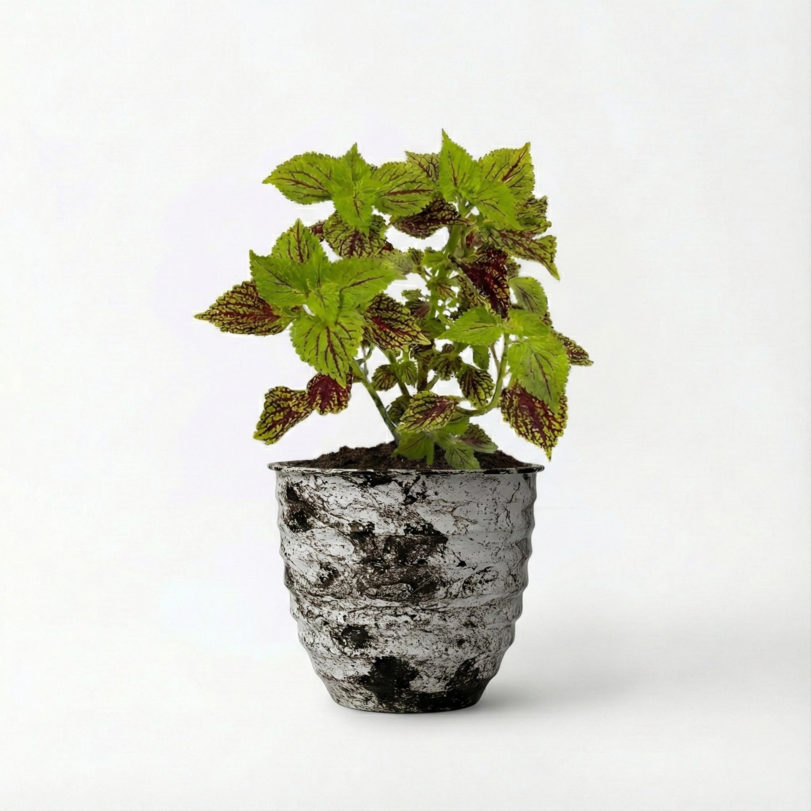Coleus Plant (Painted Nettle)