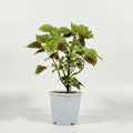 Coleus Plant (Painted Nettle)