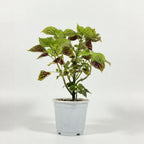 Coleus Plant (Painted Nettle)