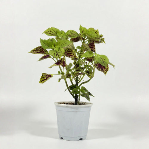 Coleus Plant (Painted Nettle)