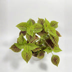 Coleus Plant (Painted Nettle)