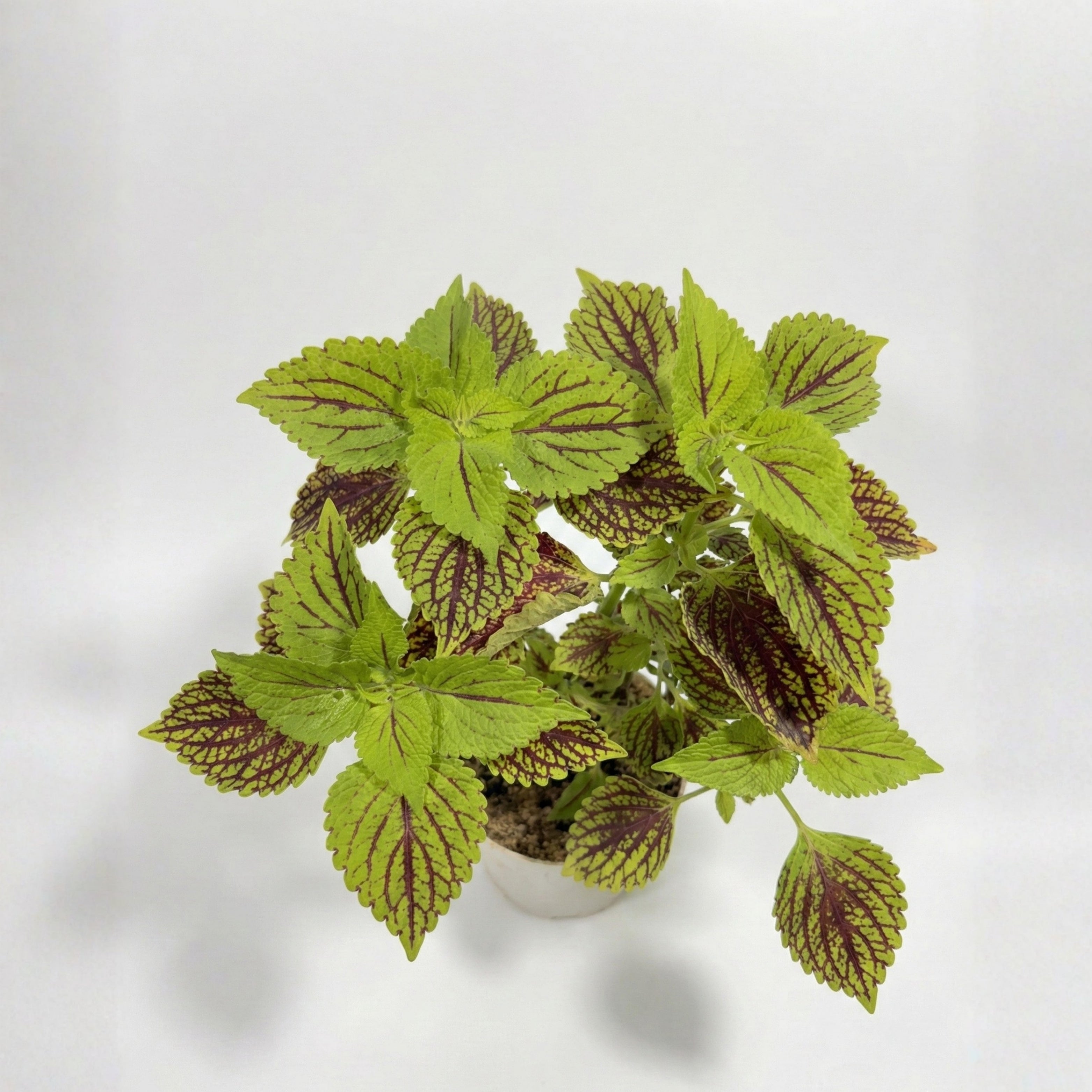 Coleus Plant (Painted Nettle)