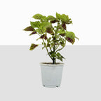 Coleus Plant (Painted Nettle)