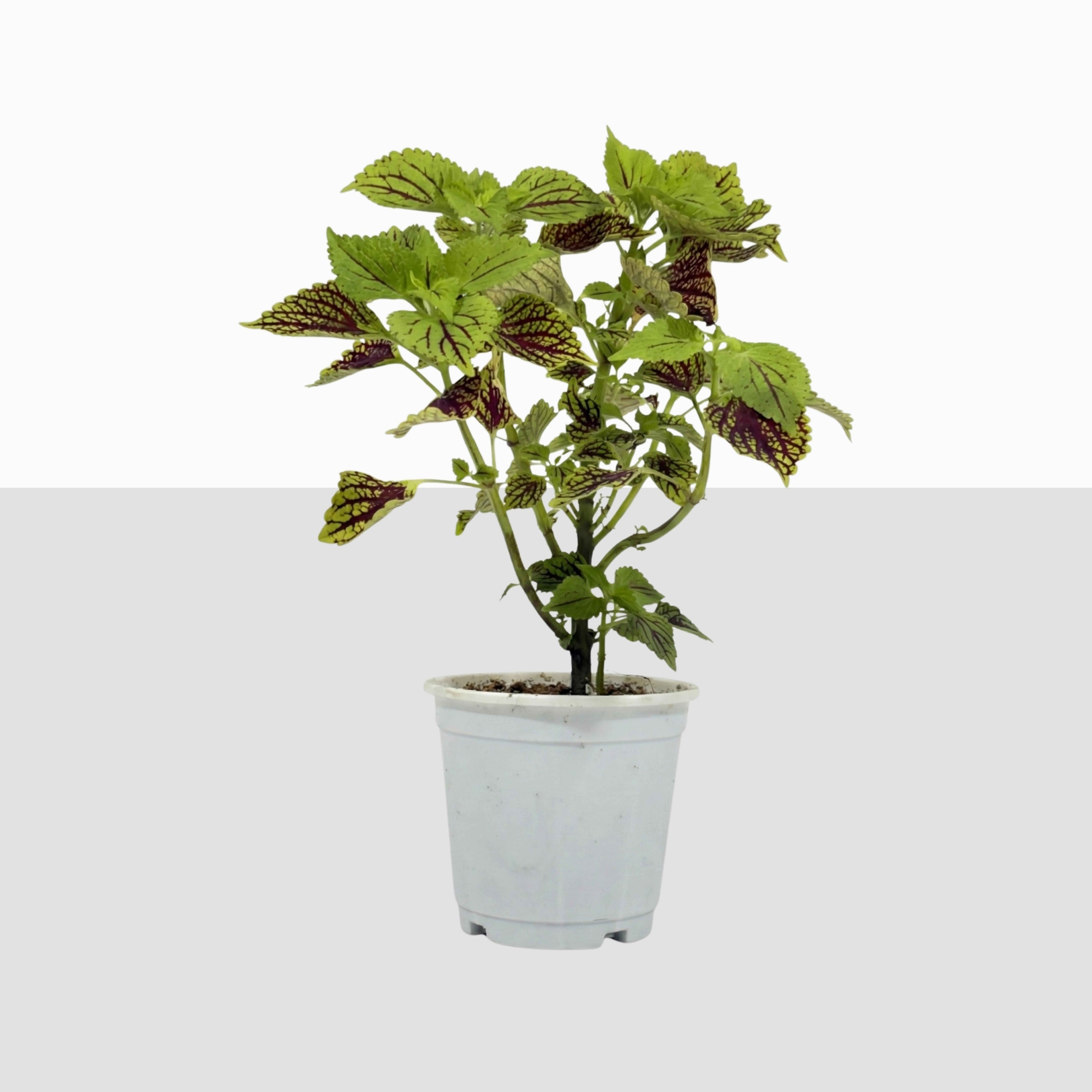 Coleus Plant (Painted Nettle)