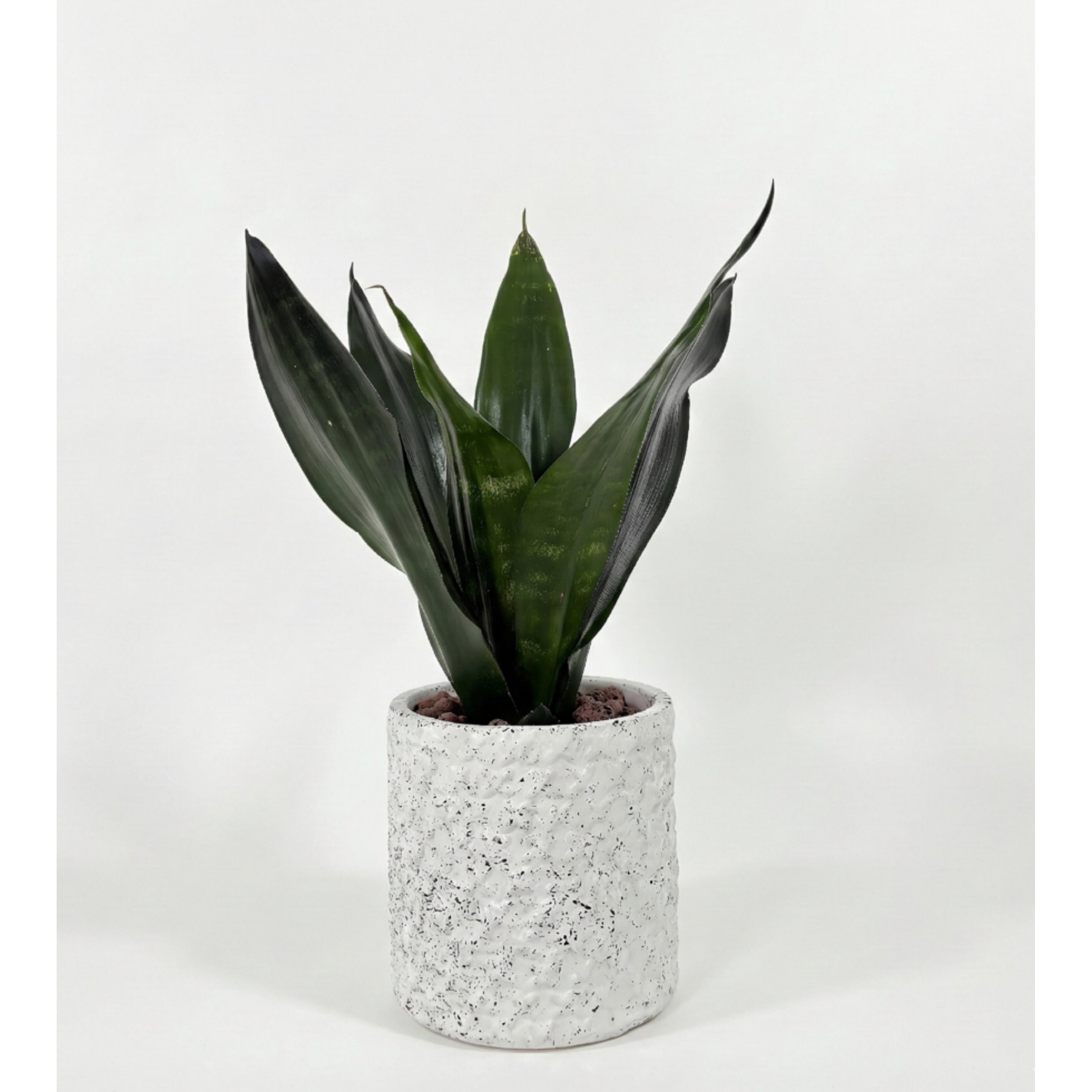Snake Plant Green (Sansevieria)