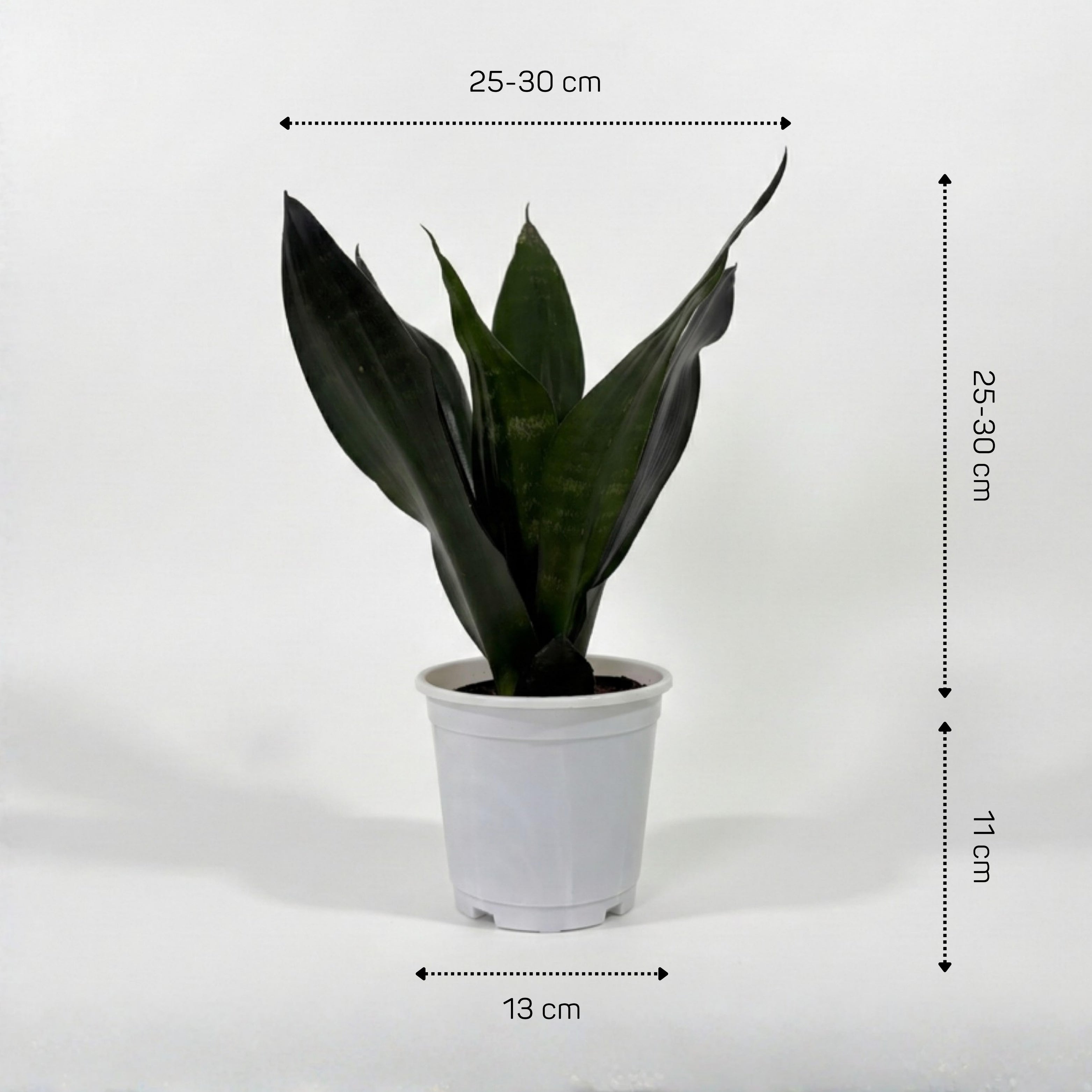 Snake Plant Green (Sansevieria)