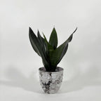 Snake Plant Green (Sansevieria)