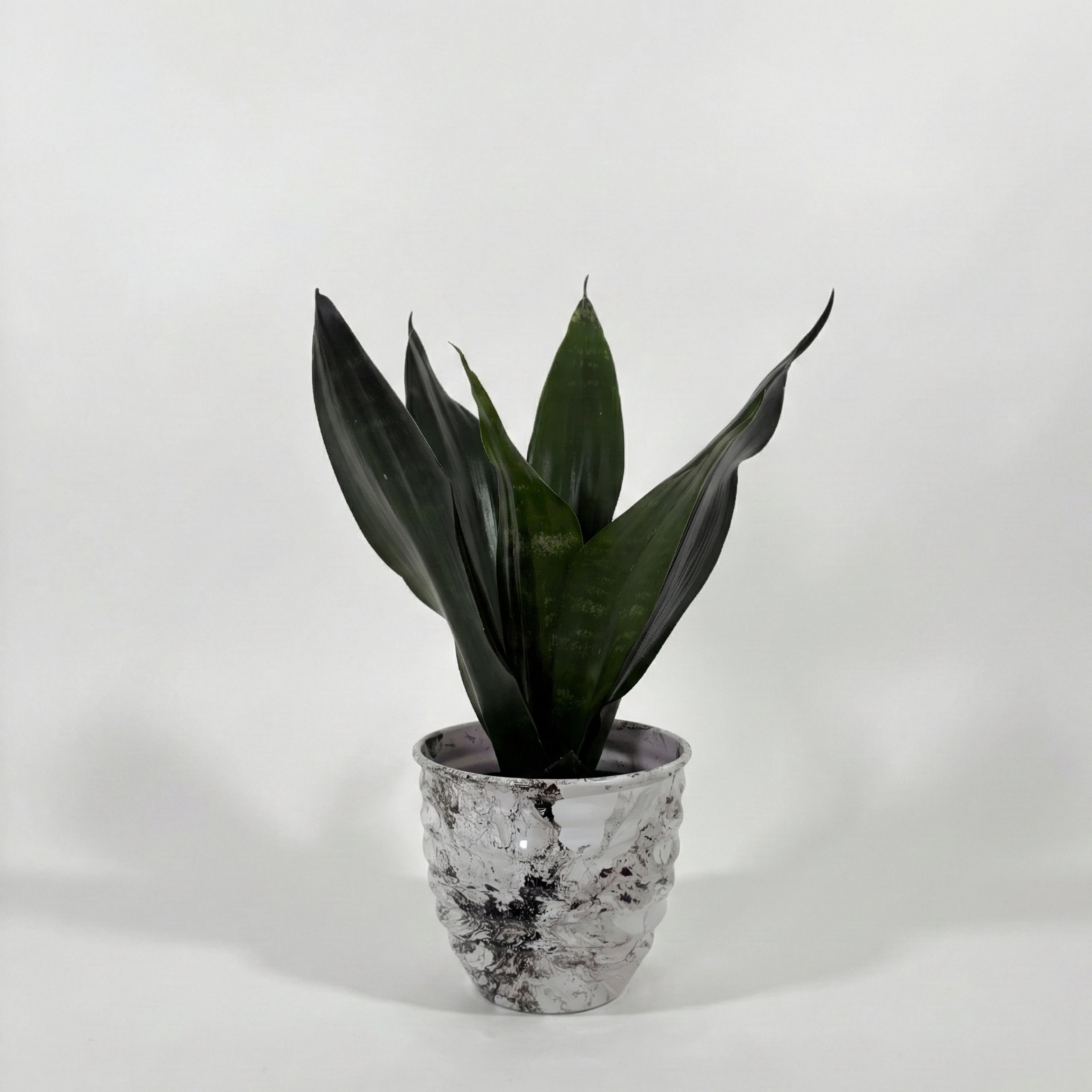 Snake Plant Green (Sansevieria)