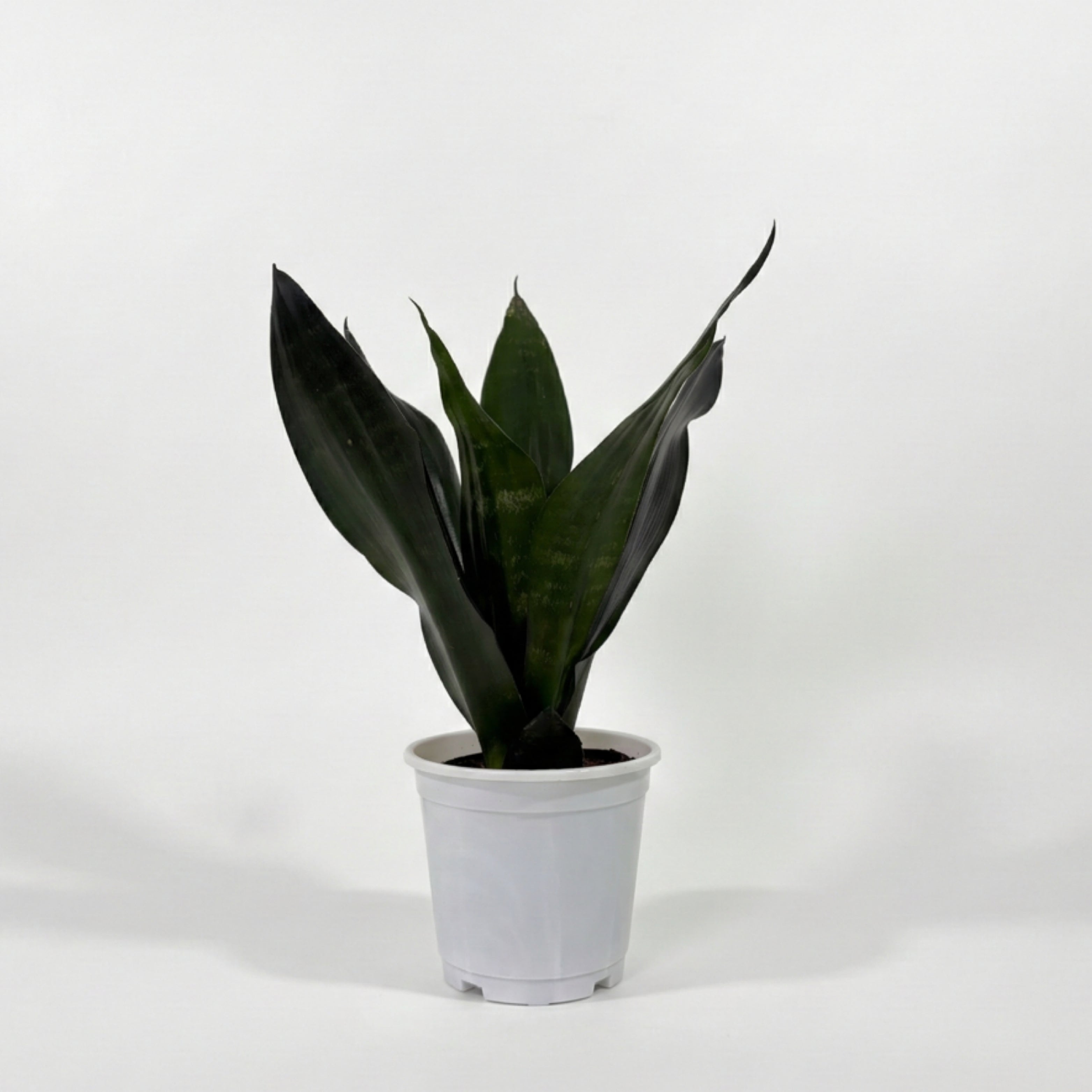 Snake Plant Green (Sansevieria)