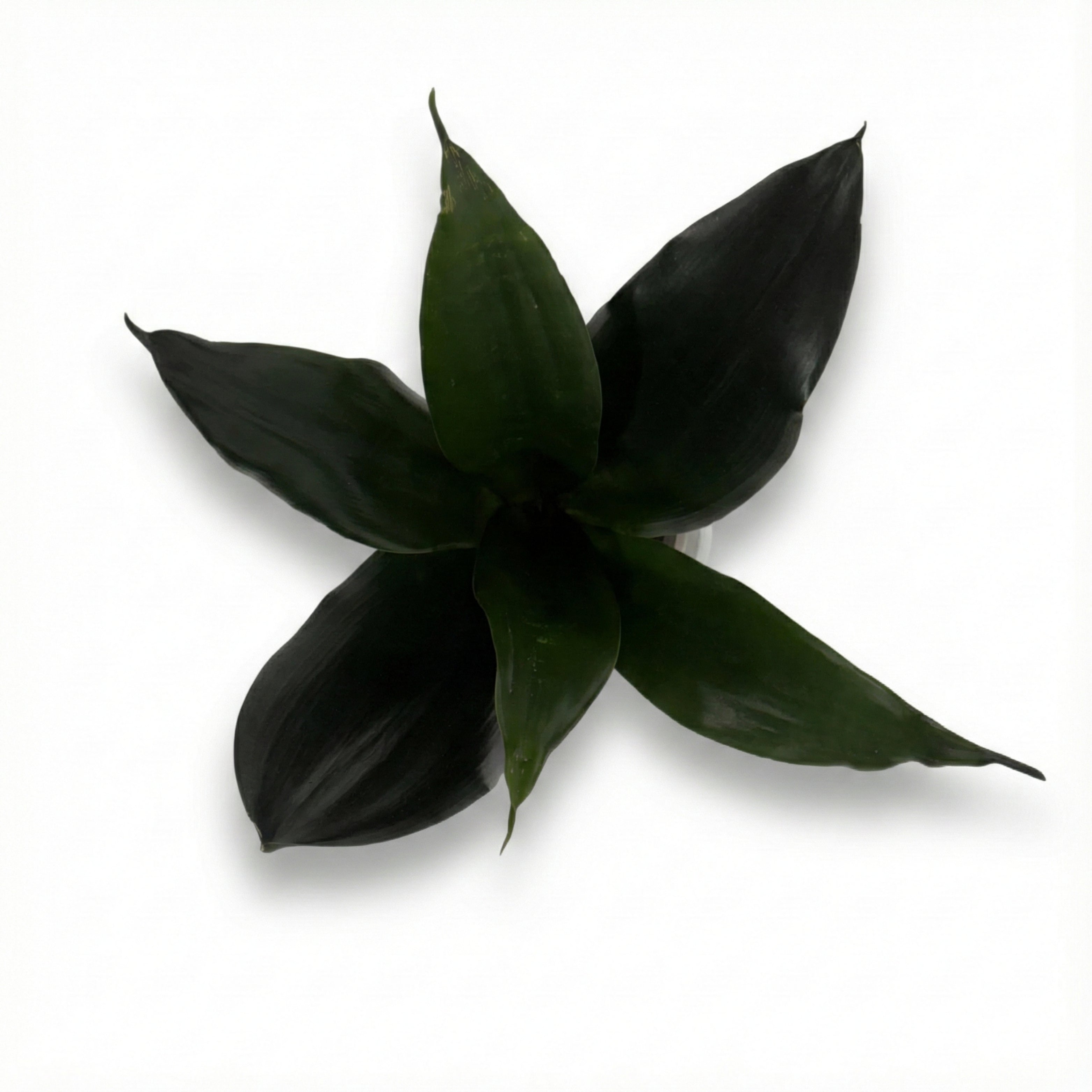 Snake Plant Green (Sansevieria)