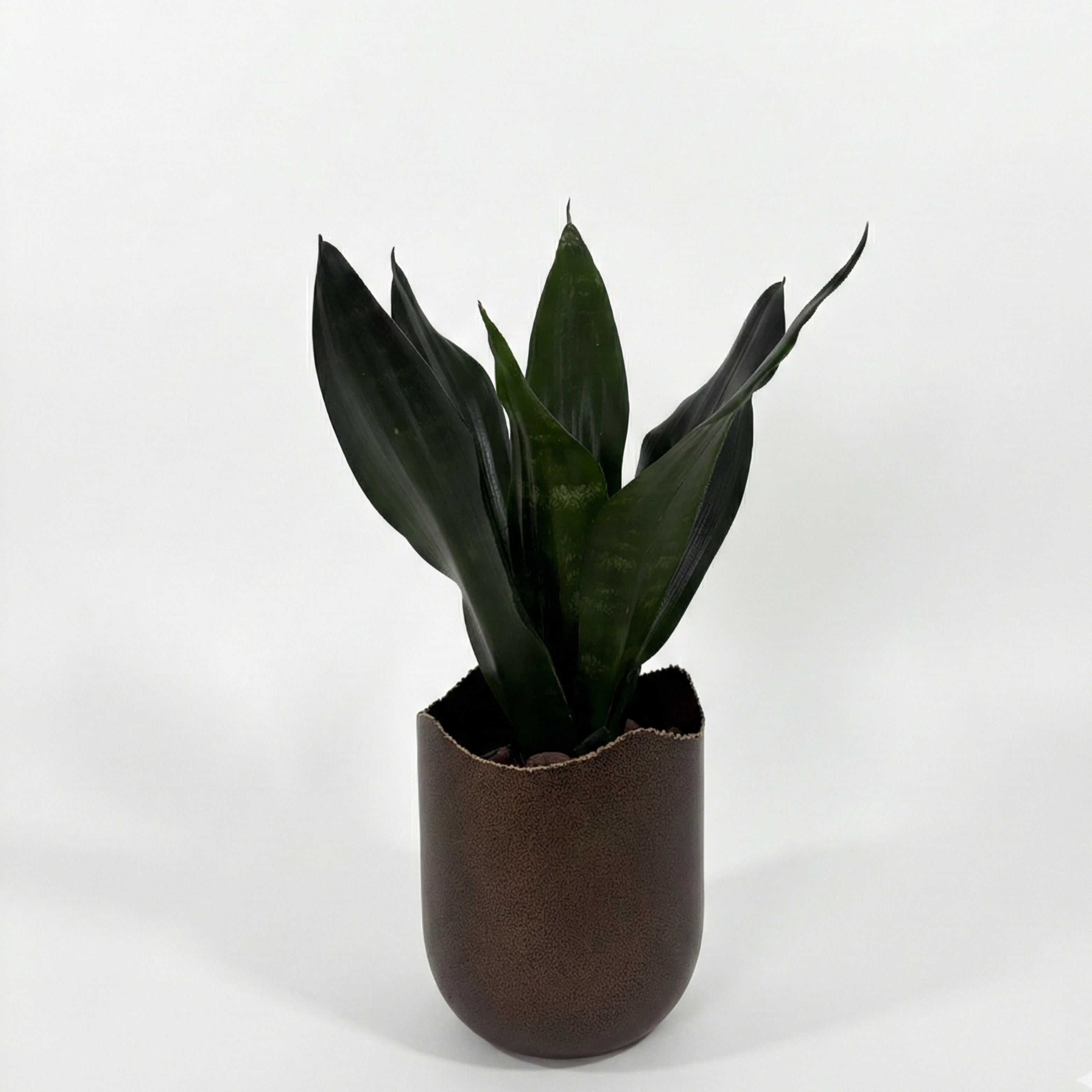 Snake Plant Green (Sansevieria)
