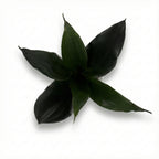 Royal Sansevieria Kit