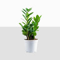 ZZ Plant Green