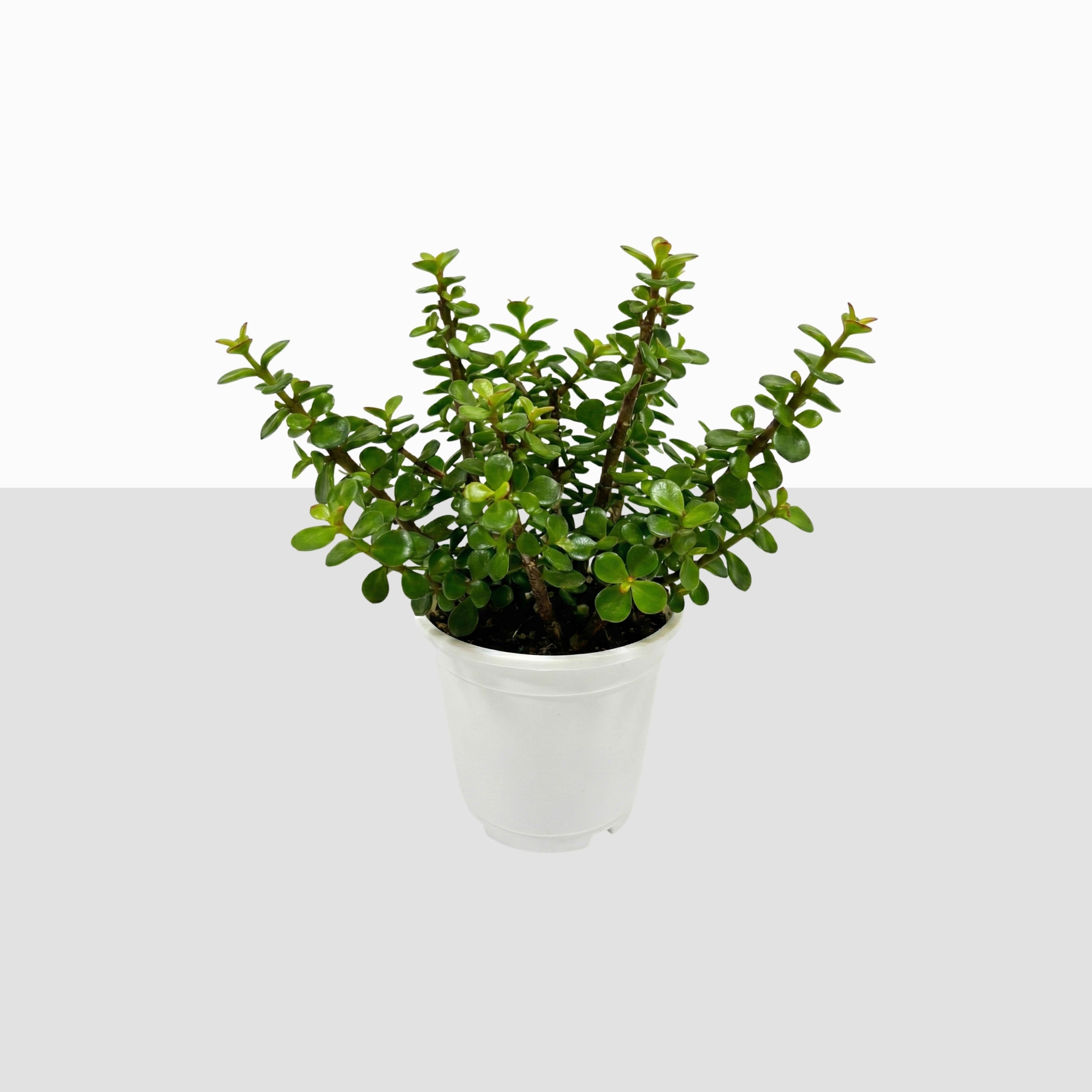 Jade Plant (Crassula Ovata)