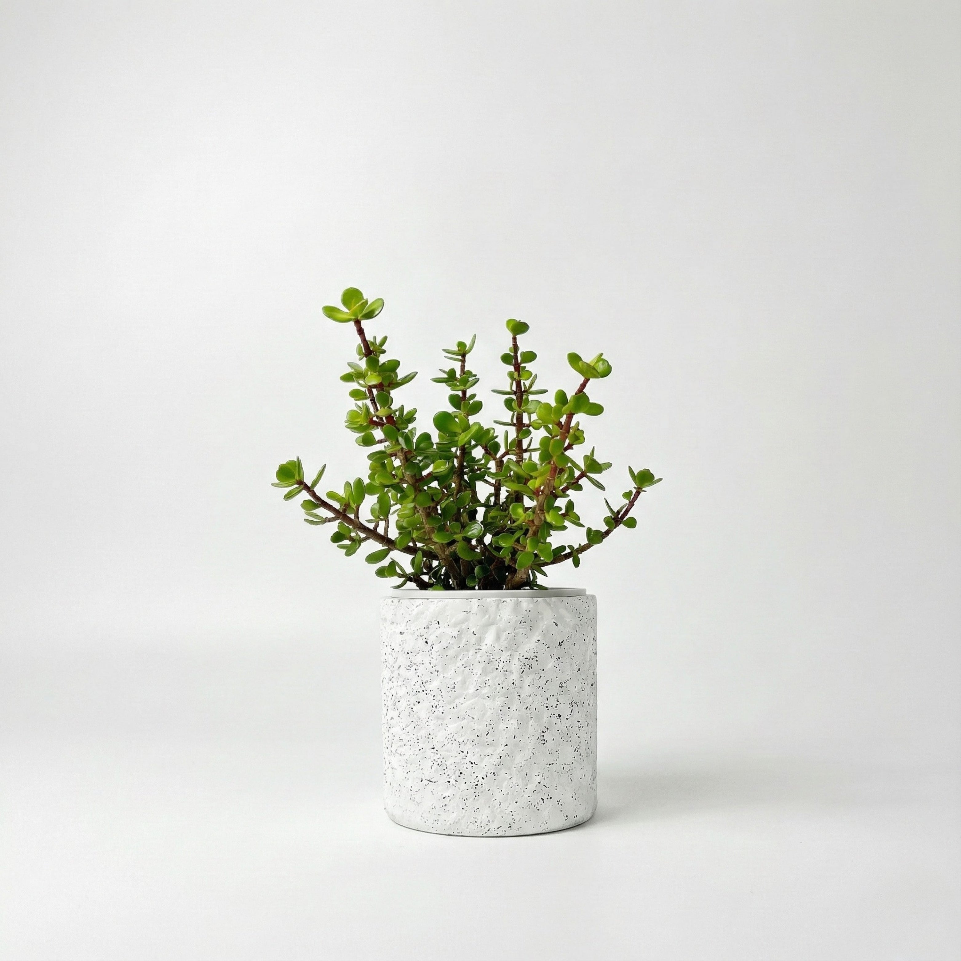 Jade Plant (Crassula Ovata)