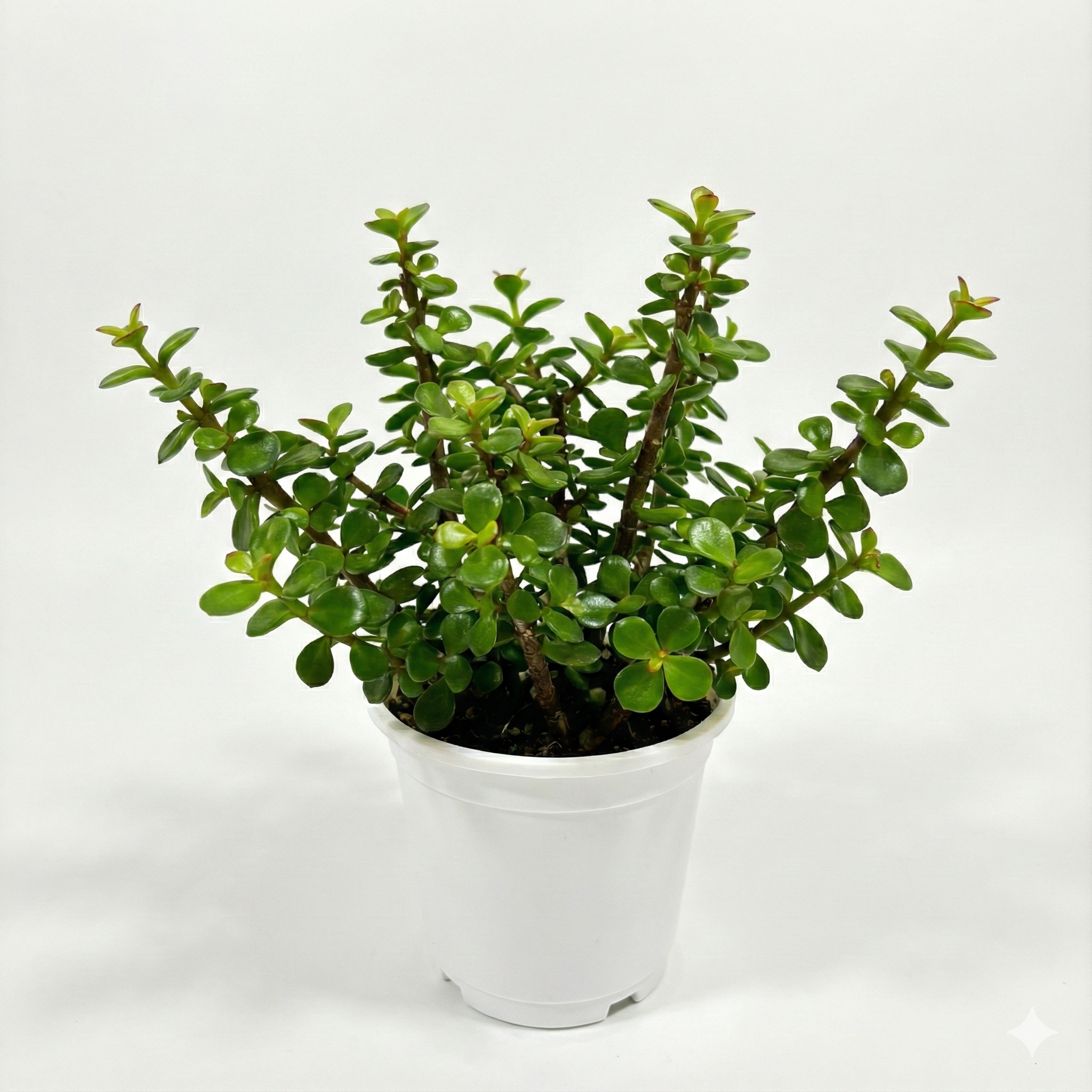 Jade Plant (Crassula Ovata)