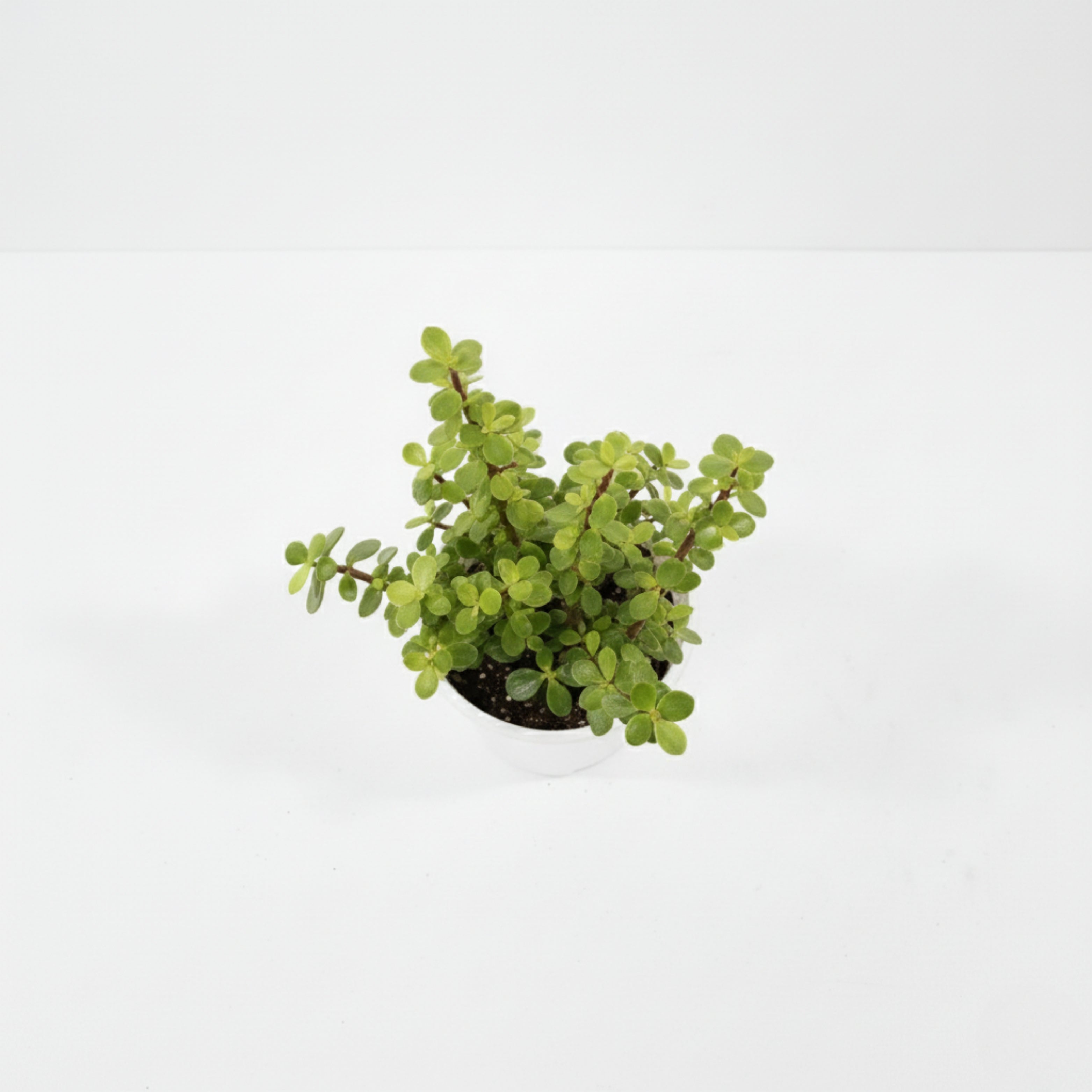 Jade Plant (Crassula Ovata)