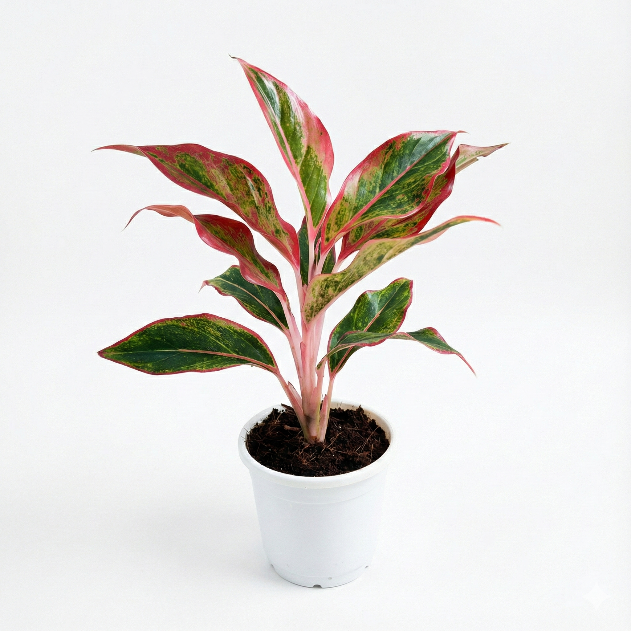 Aglaonema Lipstick