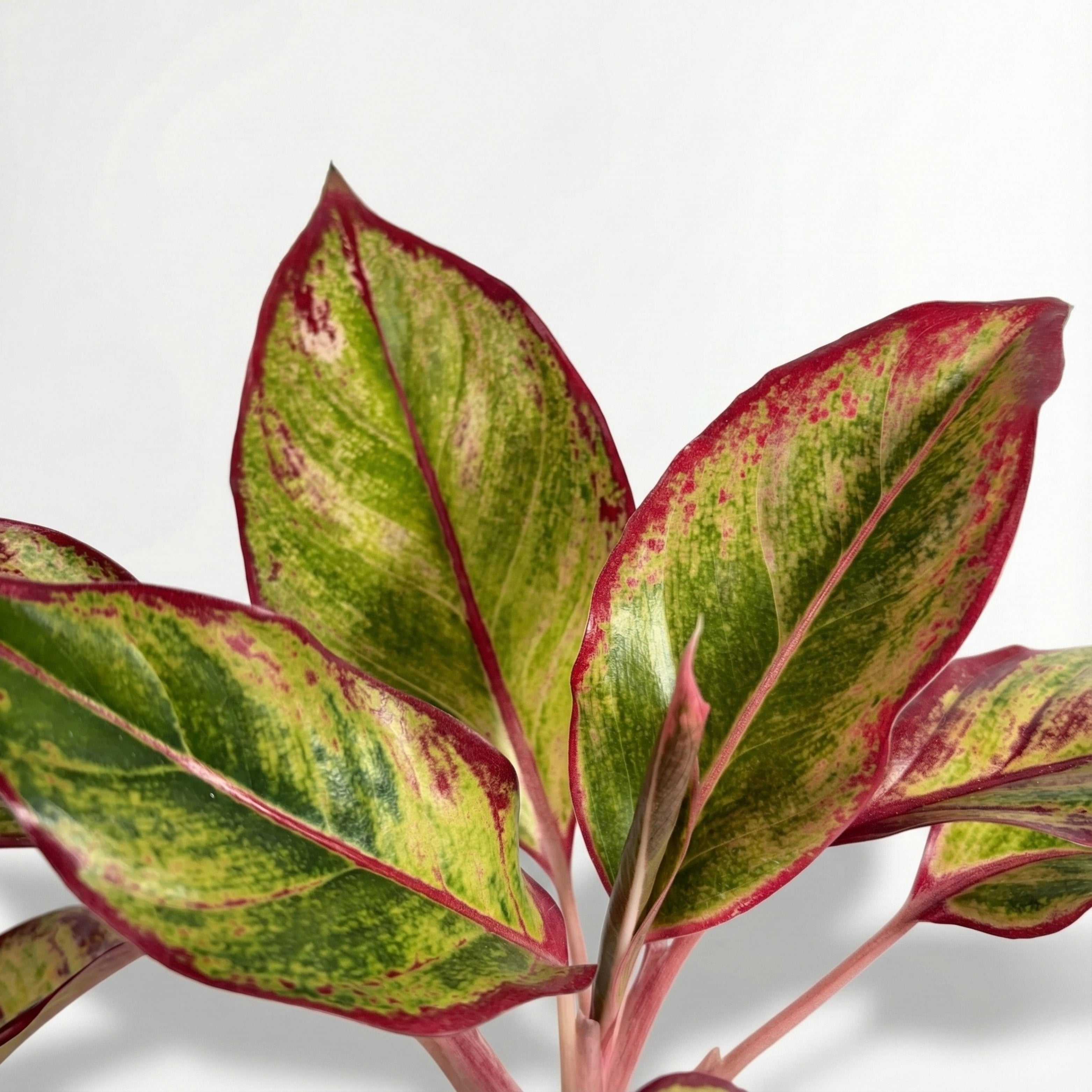 Aglaonema Lipstick