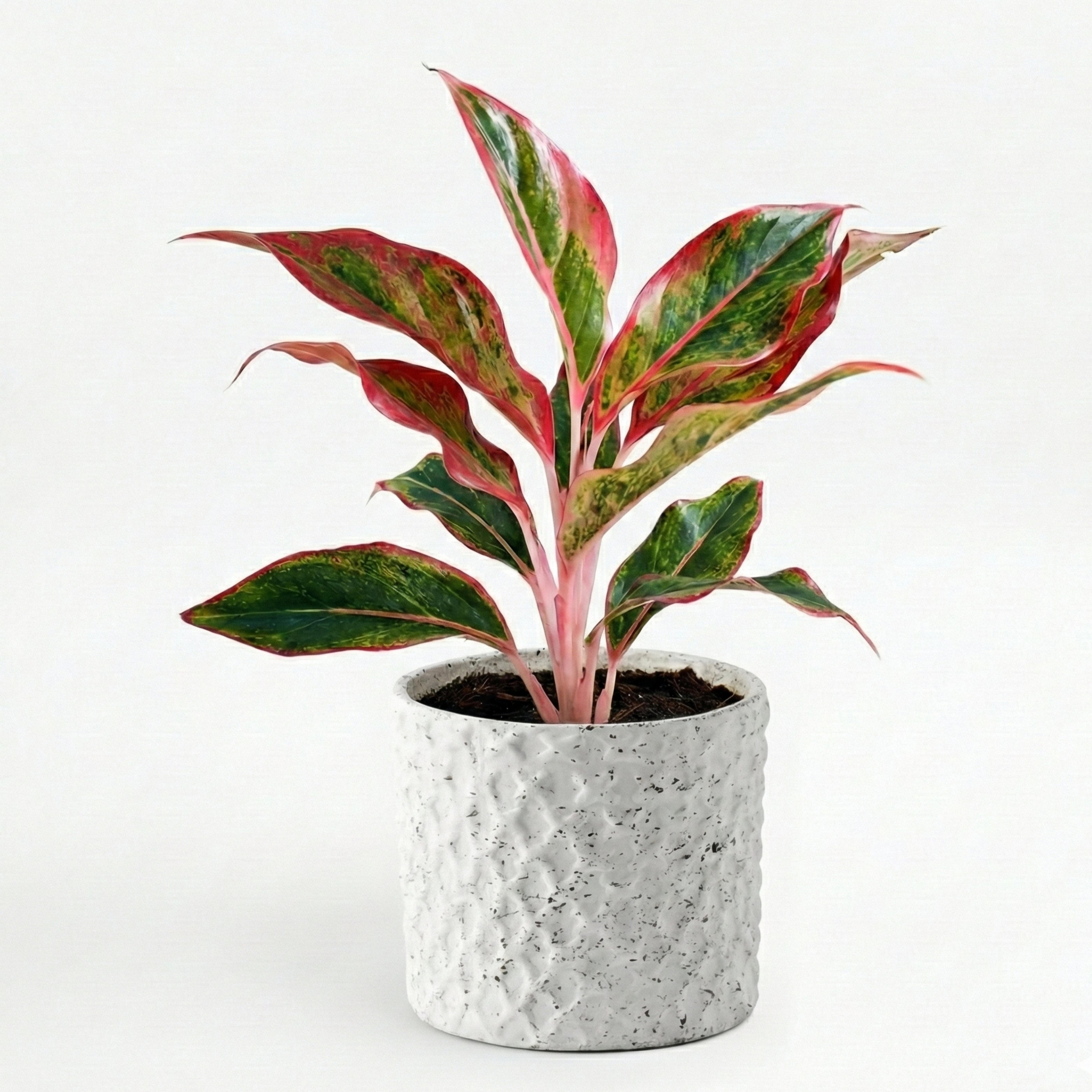 Aglaonema Lipstick