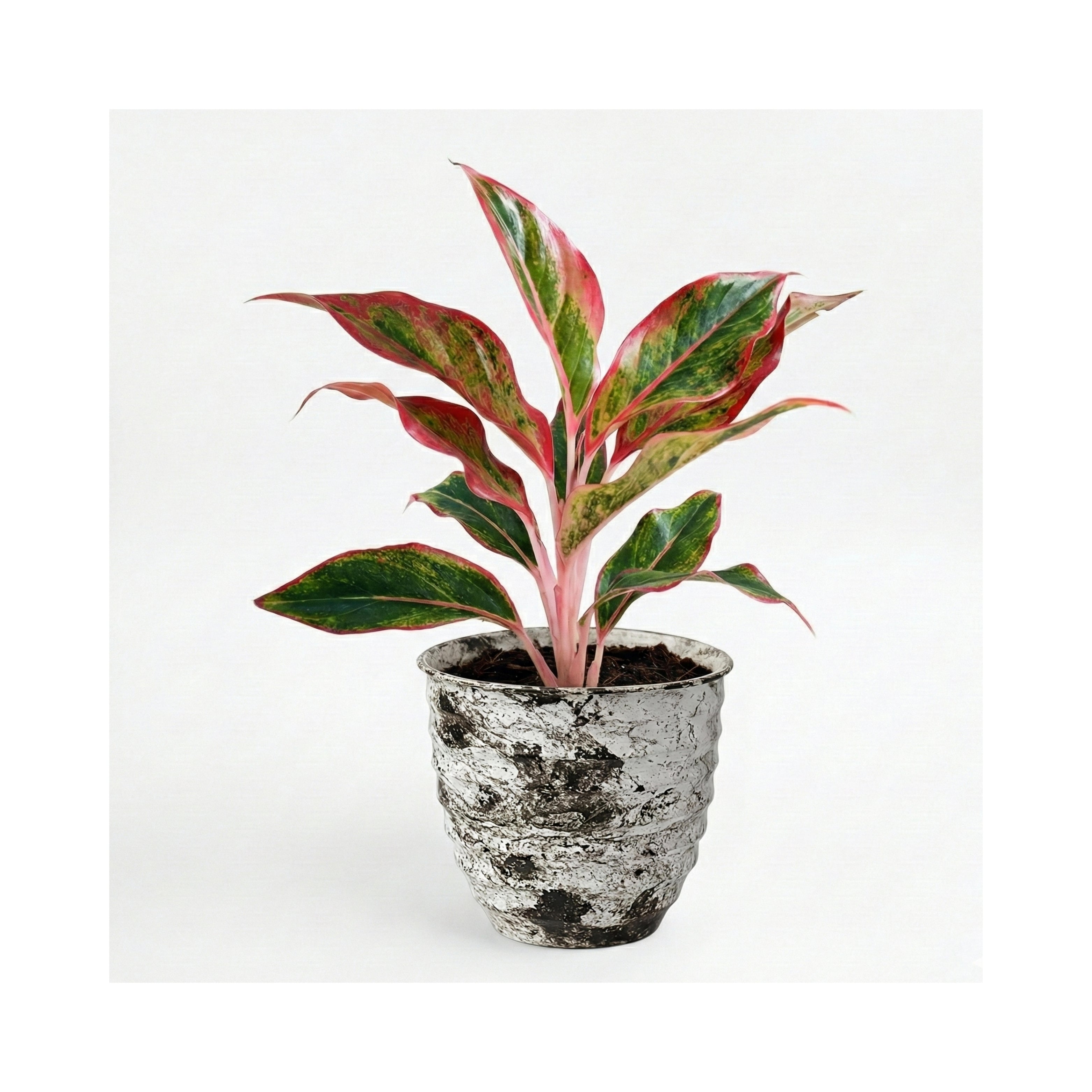 Aglaonema Lipstick