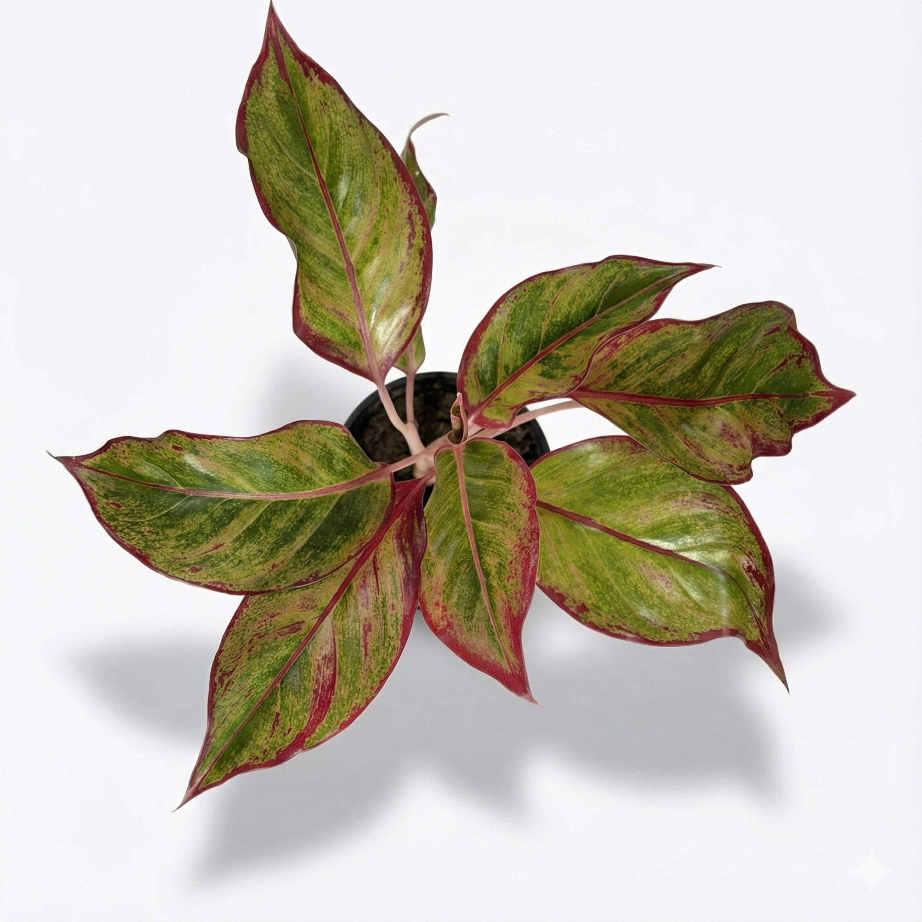 Aglaonema Lipstick