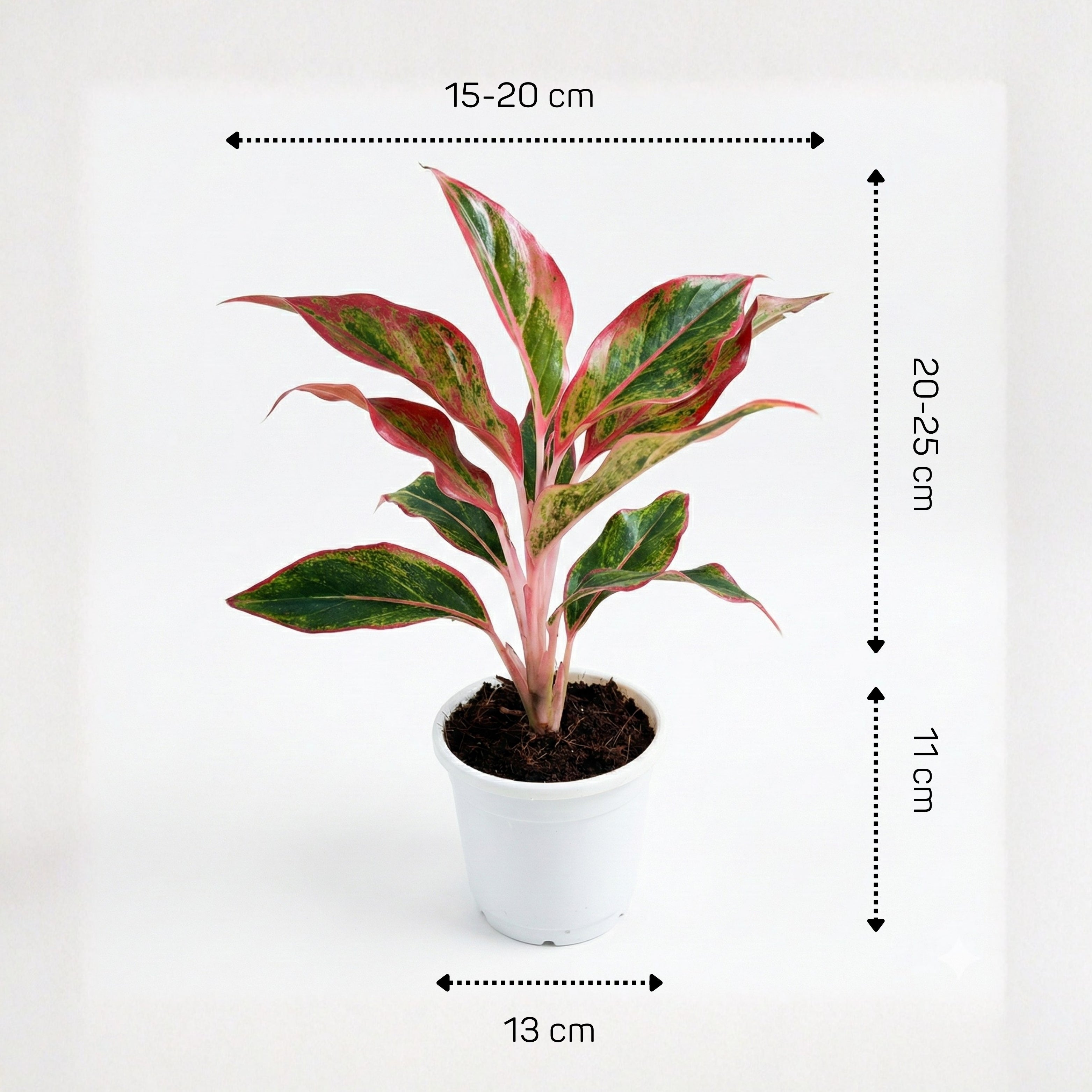 Aglaonema Lipstick