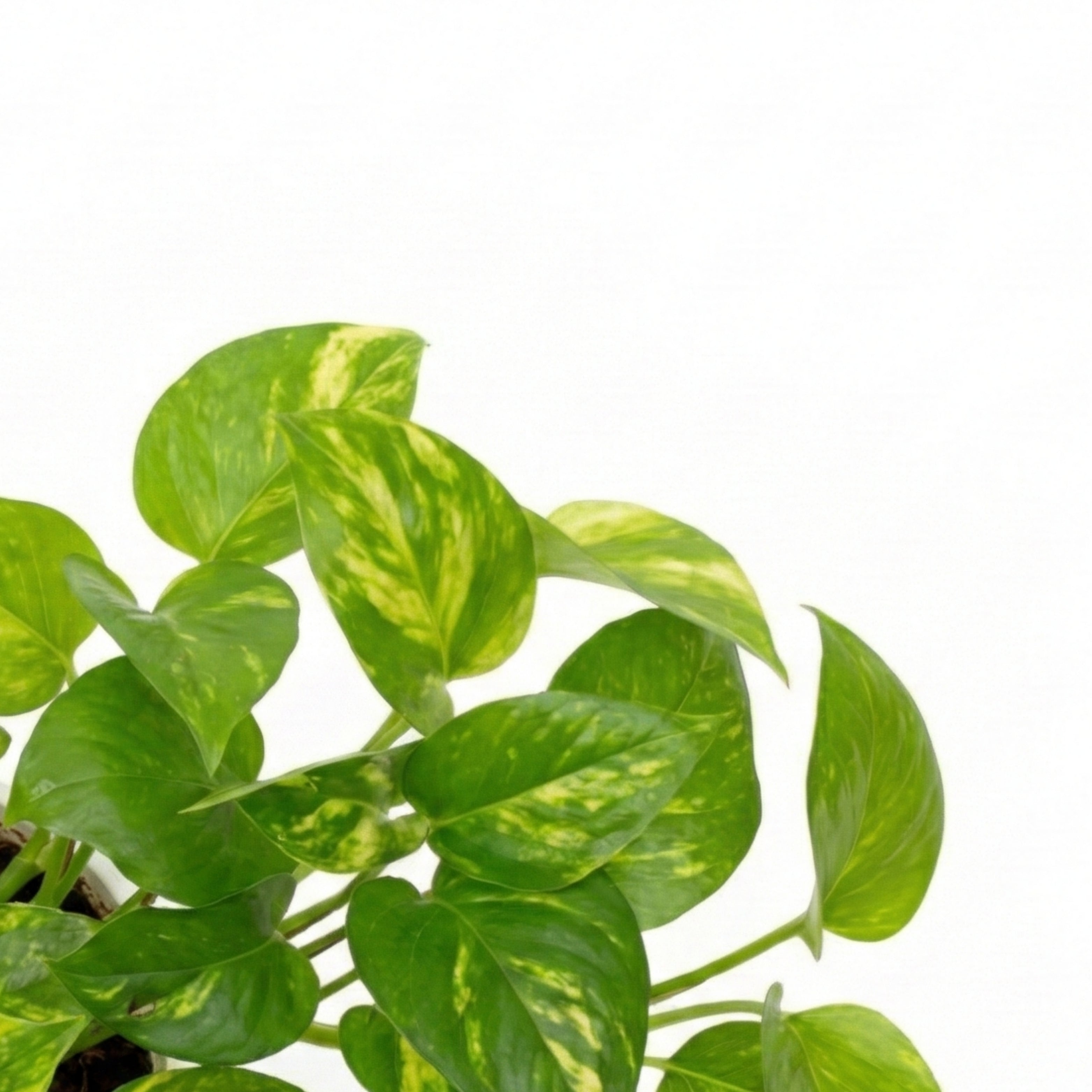 Money Plant (Pothos)