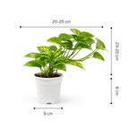 Money Plant (Pothos)