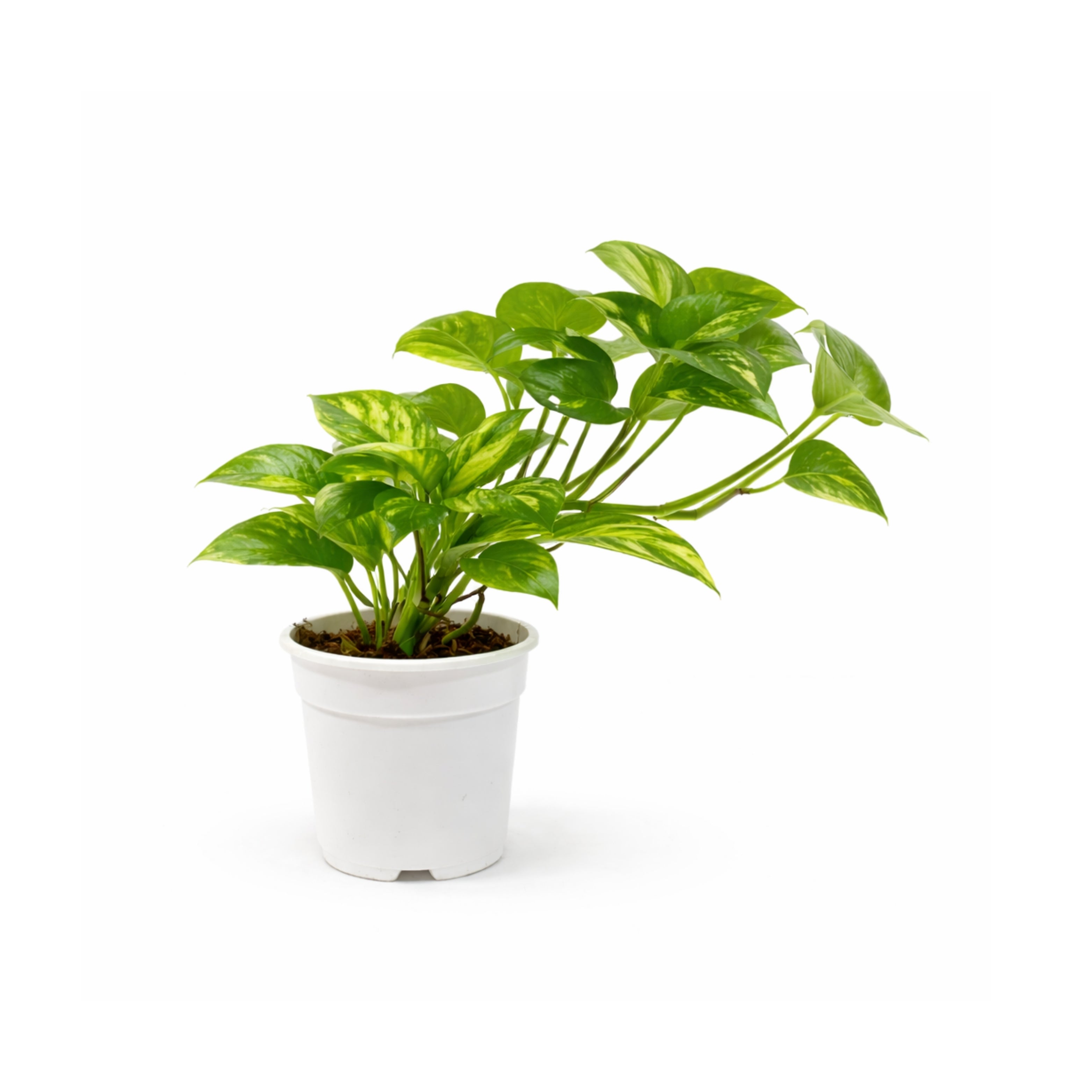 Money Plant (Pothos)
