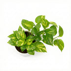 Money Plant (Pothos)