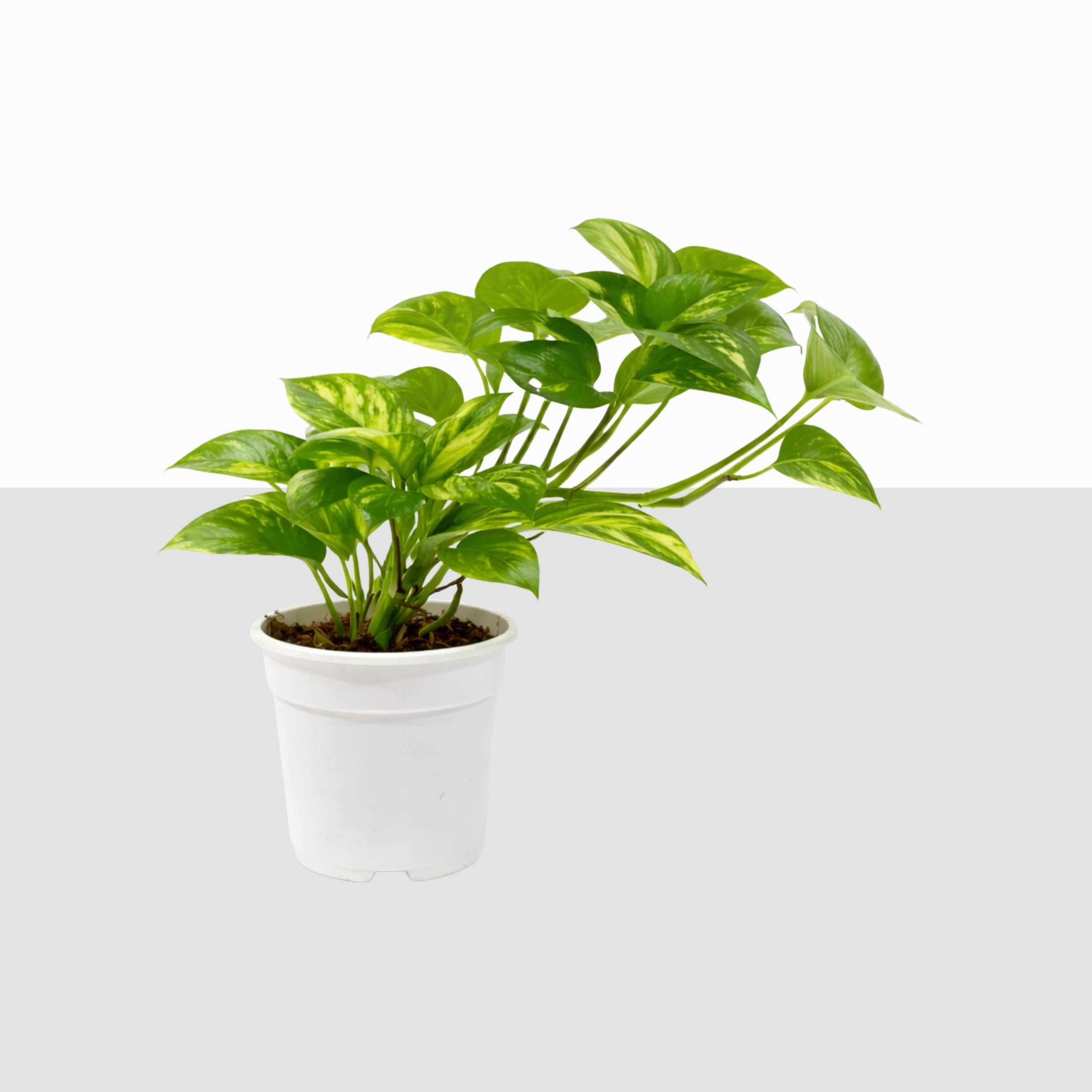 Money Plant (Pothos)