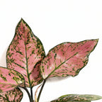 Aglaonema Pink